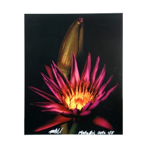 Cactus Flower From the Metallic Sets, Jonathan Singer
