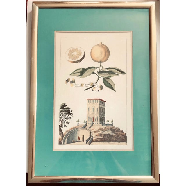 Framed Volkamer Citrus Botanical Aranzo Acuminato Print For Sale In San Francisco - Image 6 of 6
