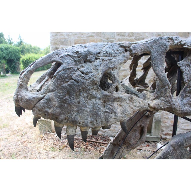 Early 21st Century Unknown, Tyrannosaurus Head Fossil for Museum, 1800s, Resin For Sale - Image 5 of 14