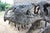 Early 21st Century Unknown, Tyrannosaurus Head Fossil for Museum, 1800s, Resin For Sale - Image 5 of 14