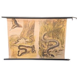 School Poster Snake, 1940s For Sale