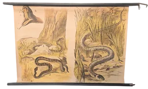 School Poster Snake, 1940s