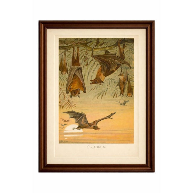 Fruit Bats, Antique Zoological Print of Nocturnal Mammals, 1894 This atmospheric print captures fruit bats hanging and...