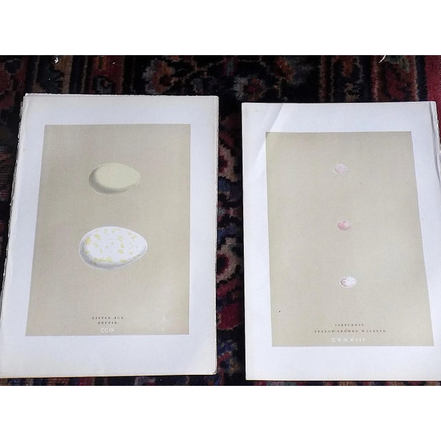 Realism Authentic Antique 19th Century Hand Colored Egg Lithographs - Set of 12 For Sale - Image 3 of 9