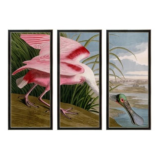 Reproduction Audubon Roseate Spoonbill Triptych in Italian Black Veneer With Champagne Edge For Sale