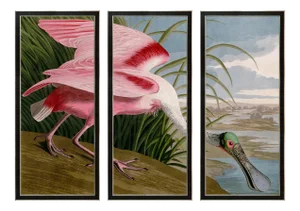 Reproduction Audubon Roseate Spoonbill Triptych in Italian Black Veneer With Champagne Edge