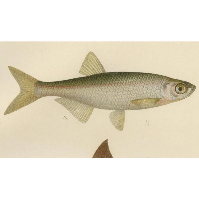 Asp and Bleak, 1895, Paper For Sale - Image 6 of 10