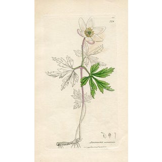 1840s, Wood Anemone Botanical Print by James Sowerby, Original Antique Botanical Print, Engraving, Hand Colored, England For Sale