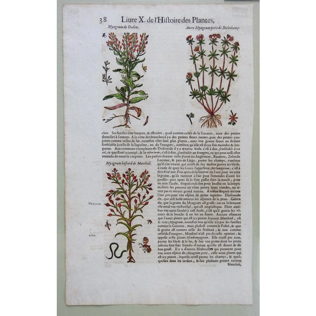 Circa 1653 hand colored woodcut botanical plate from 'The Herbal or General Historie of Plants' by John Gerard...