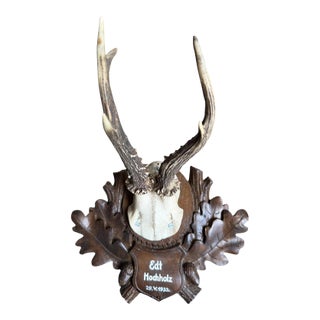 Roe Deer Trophy 160 Black Forest Antlers For Sale