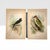 Paper 1896 Matted Antique Bird Prints Pair — Chimney Swallow & Green Woodpecker For Sale - Image 7 of 8