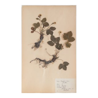 Vintage Swedish Herbarium - Wild Strawberry, Circa 1944 For Sale