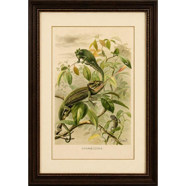 Chameleons in tropical foliage – antique reptile natural history print by p.j. Smit, 1895 this attractive antique natural...
