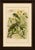 Chameleons in tropical foliage – antique reptile natural history print by p.j. Smit, 1895 this attractive antique natural...