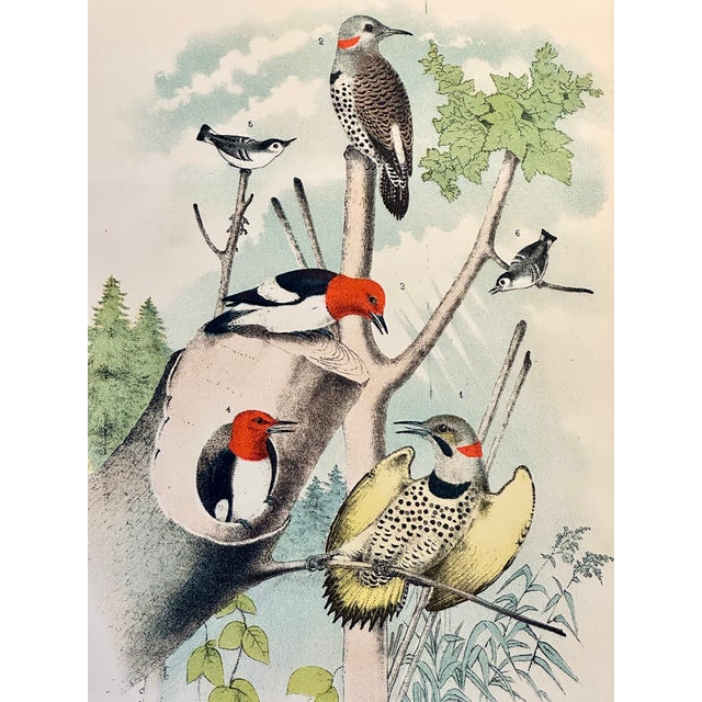 Illustration Woodpeckers by Studer, 1878 (Unframed), Original Chromolithograph For Sale - Image 3 of 3