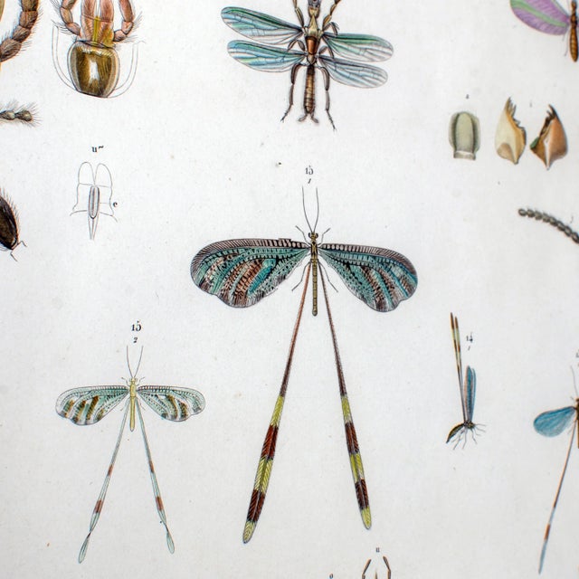 Sculpture Materials Early 19th Century Vintage Winged-Insects Print by J-Ces Savigny For Sale - Image 7 of 8