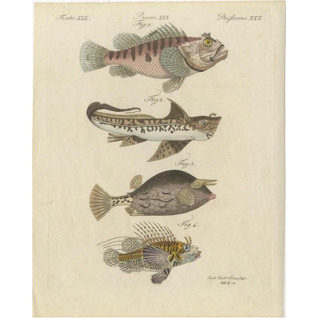 Bertuch, Lionfish, Chimaera, Scorpionfish and Boxfish, 1805, Print For Sale - Image 3 of 12