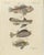 Bertuch, Lionfish, Chimaera, Scorpionfish and Boxfish, 1805, Print For Sale - Image 3 of 12