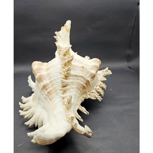 White Vintage South Pacific Australian Spiny White W Pink Conch Shell 9.5" X 8" X 7" For Sale - Image 8 of 12