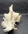 White Vintage South Pacific Australian Spiny White W Pink Conch Shell 9.5" X 8" X 7" For Sale - Image 8 of 12