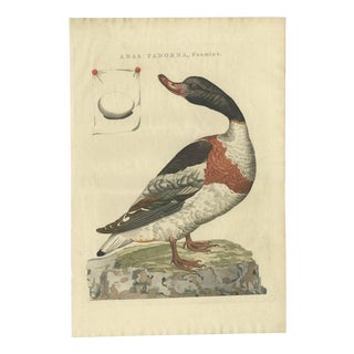 Sepp & Nozeman, Female Common Shelduck, 1789, Print For Sale