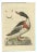Sepp & Nozeman, Female Common Shelduck, 1789, Print For Sale
