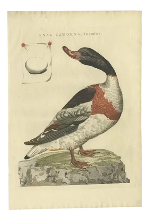 Sepp & Nozeman, Female Common Shelduck, 1789, Print