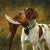 English Pointer With Pheasant Framed 11x14" Oil Painting Print on Canvas, Gold Frame For Sale - Image 4 of 4