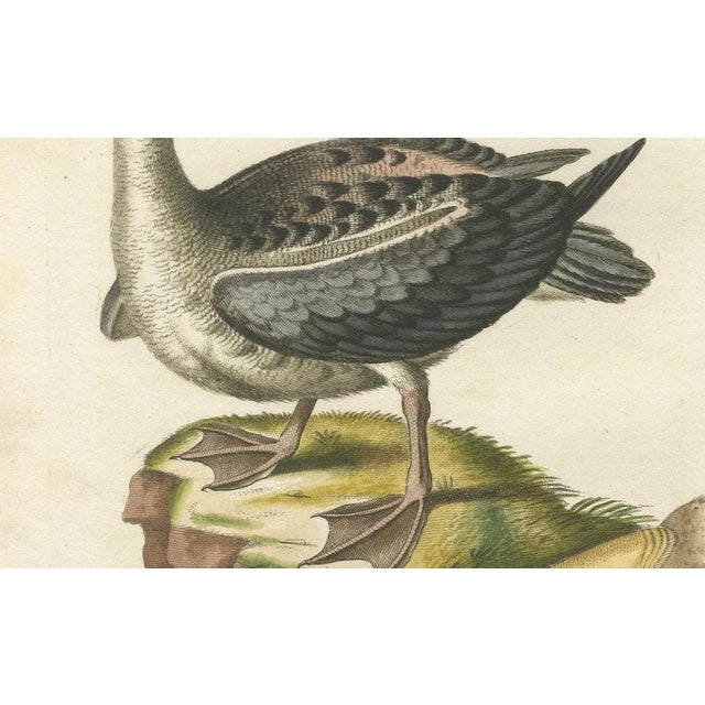 After Edwards, Der Albatros, Hand-Colored Engraving, 1770 For Sale - Image 4 of 7