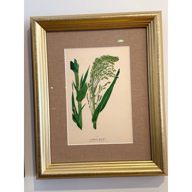 Green A Suite of Eight English Botanical Engravings, Late 19th Century For Sale - Image 8 of 13