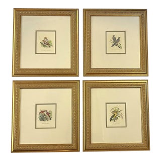 Vintage Collection of Framed Bird Prints- Set of 4 For Sale