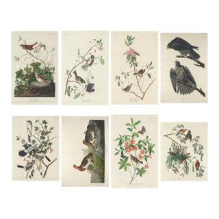 Vintage John James Audubon Reproduction Prints —Grouse, Shrike, Finch, Titmouse, Wren, Falcon, Crossbill and Warbler - Collection of 4 For Sale