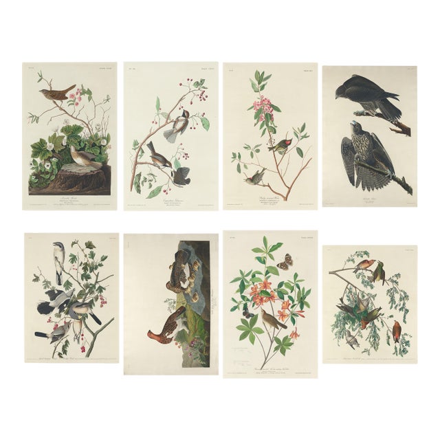 Vintage John James Audubon Reproduction Prints —Grouse, Shrike, Finch, Titmouse, Wren, Falcon, Crossbill and Warbler - Collection of 4 For Sale