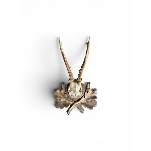 Wood Roe Deer Trophy 221 Black Forest Antlers Mount For Sale - Image 7 of 7