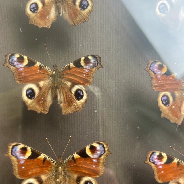 Late 20th Century Vintage Exortic Butterfly Specimen Shadowbox For Sale - Image 5 of 5
