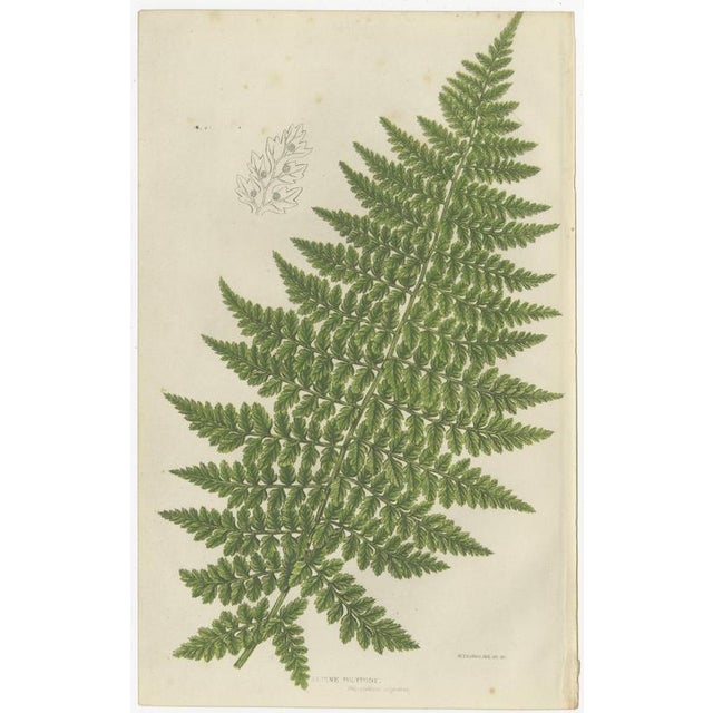 Anne Pratt, British Ferns, 1873, Paper, Set of 3 For Sale - Image 3 of 9