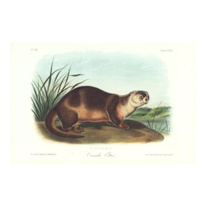 1854 Audubon Quadruped Octavo Lithograph "Plate 122 Canada Otter"
