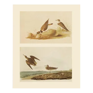 1966 Vintage Cottage Print "Schinz's Sandpiper" After John James Audubon