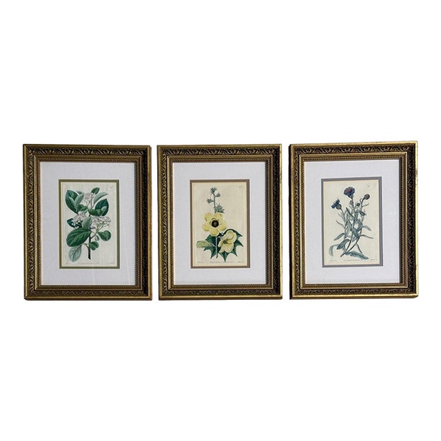 Traditional Wall Decor, Framed Floral Botanicals, Giltwood Frame, 19th C. For Sale