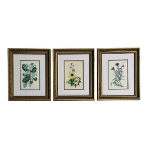 Traditional Wall Decor, Framed Floral Botanicals, Giltwood Frame, 19th C.