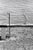 Contemporary Elliott Erwitt Florida Keys Poster For Sale - Image 3 of 3