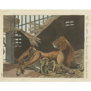 Bertuch, a Lioness and Her Cubs, 1810, Engraving For Sale