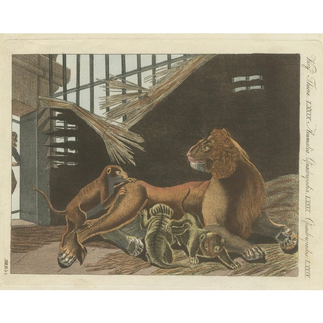 Bertuch, a Lioness and Her Cubs, 1810, Engraving For Sale