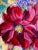 Contemporary Painterly Begonia I, Floral Acrylic Painting For Sale - Image 3 of 4