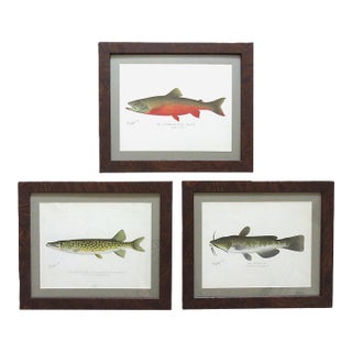 Set of 3 Original Antique Denton Framed Fish Prints C. 1900 For Sale