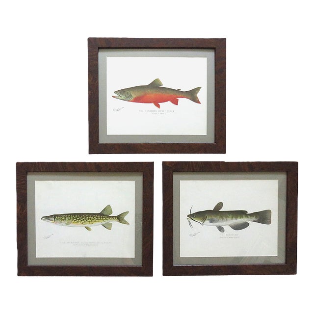 Set of 3 Original Antique Denton Framed Fish Prints C. 1900 For Sale