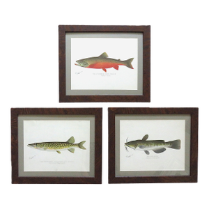 Set of 3 Original Antique Denton Framed Fish Prints C. 1900