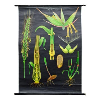 Vintage Rye Rollable Wall Chart Picture Poster by Jung Koch Quentell For Sale