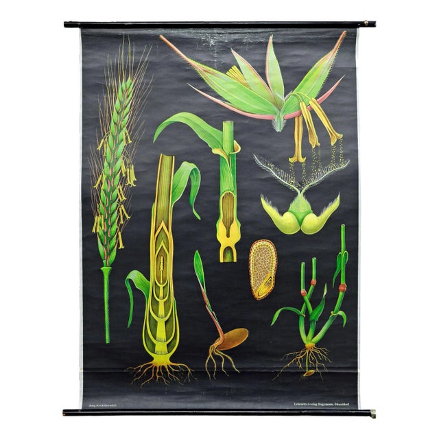 Vintage Rye Rollable Wall Chart Picture Poster by Jung Koch Quentell For Sale