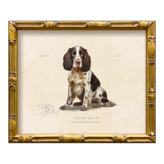 Reproduction Art Print of Vintage "World of Dogs" Illustration (Springer Spaniel), Framed For Sale